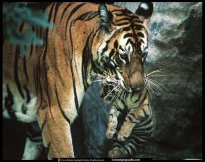 tigre