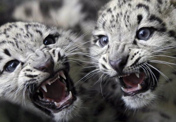 bébés tigres